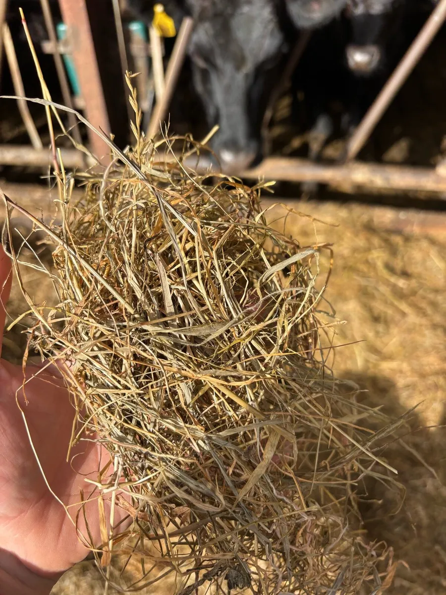 Top quality silage - Image 2