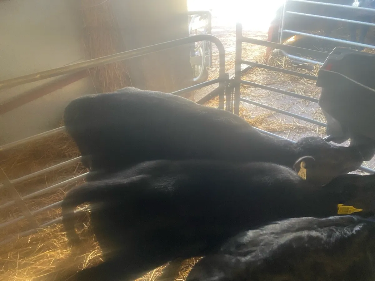 AA heifer calves - Image 2