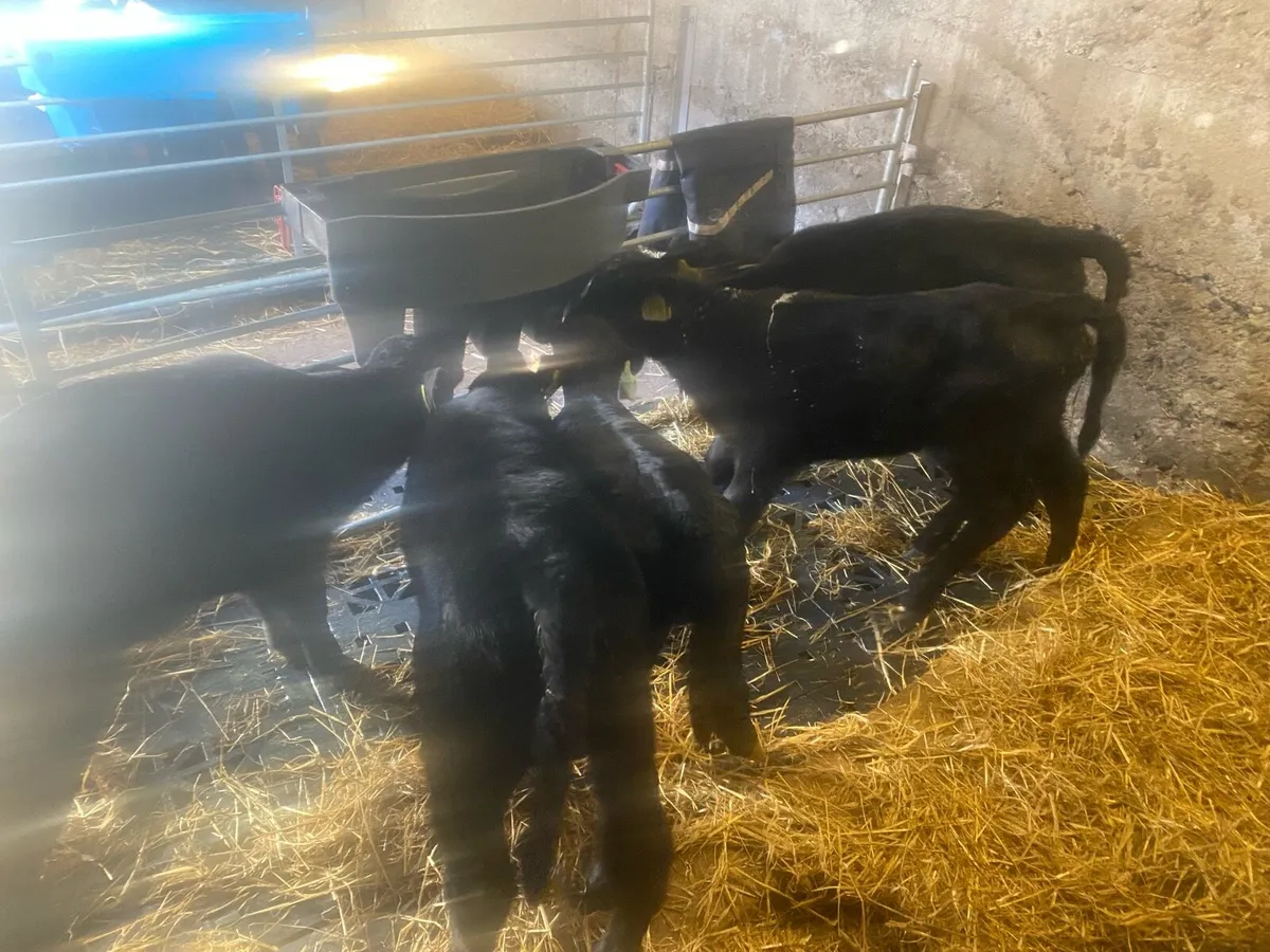 AA heifer calves - Image 3