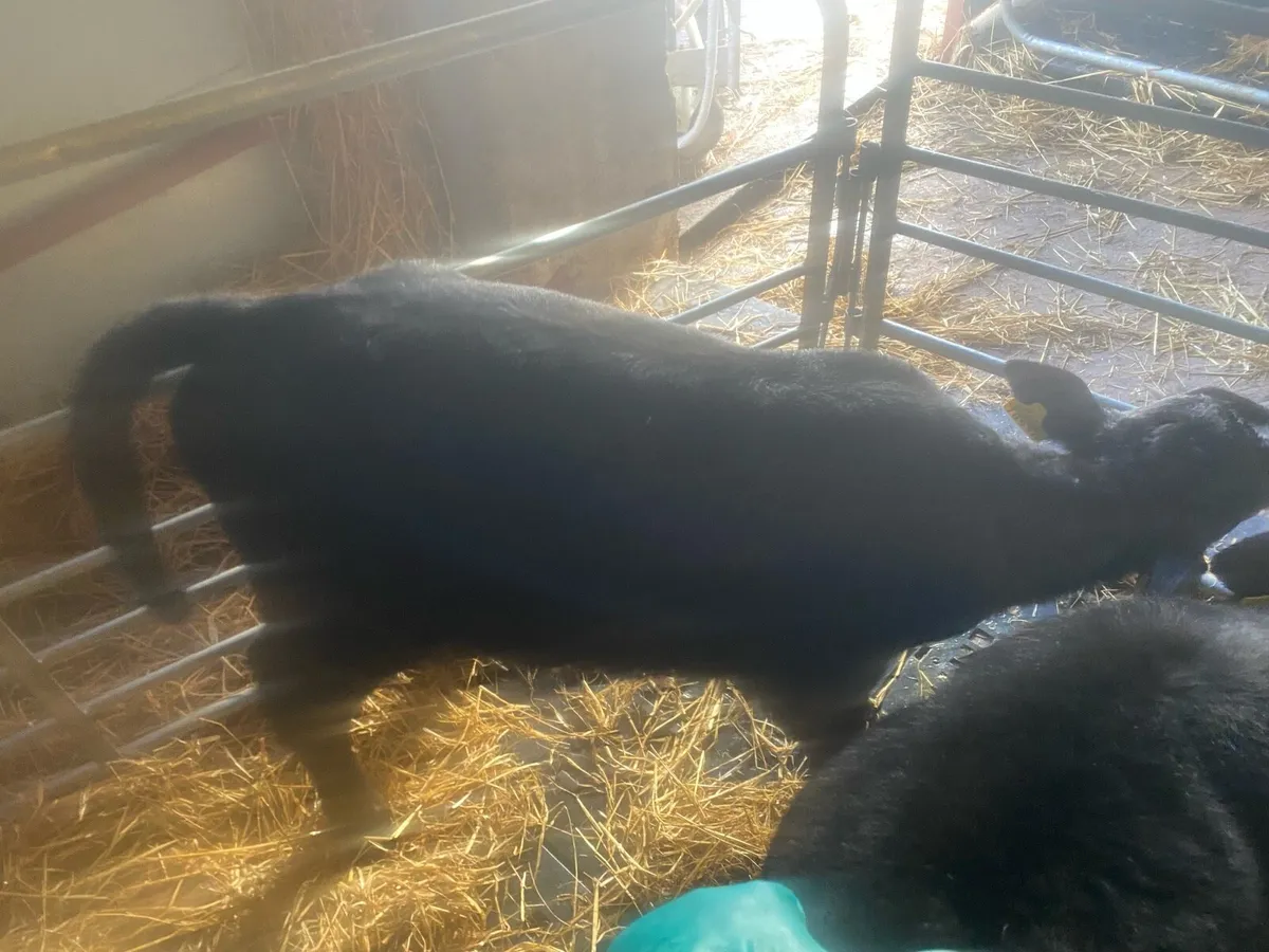 AA heifer calves - Image 1