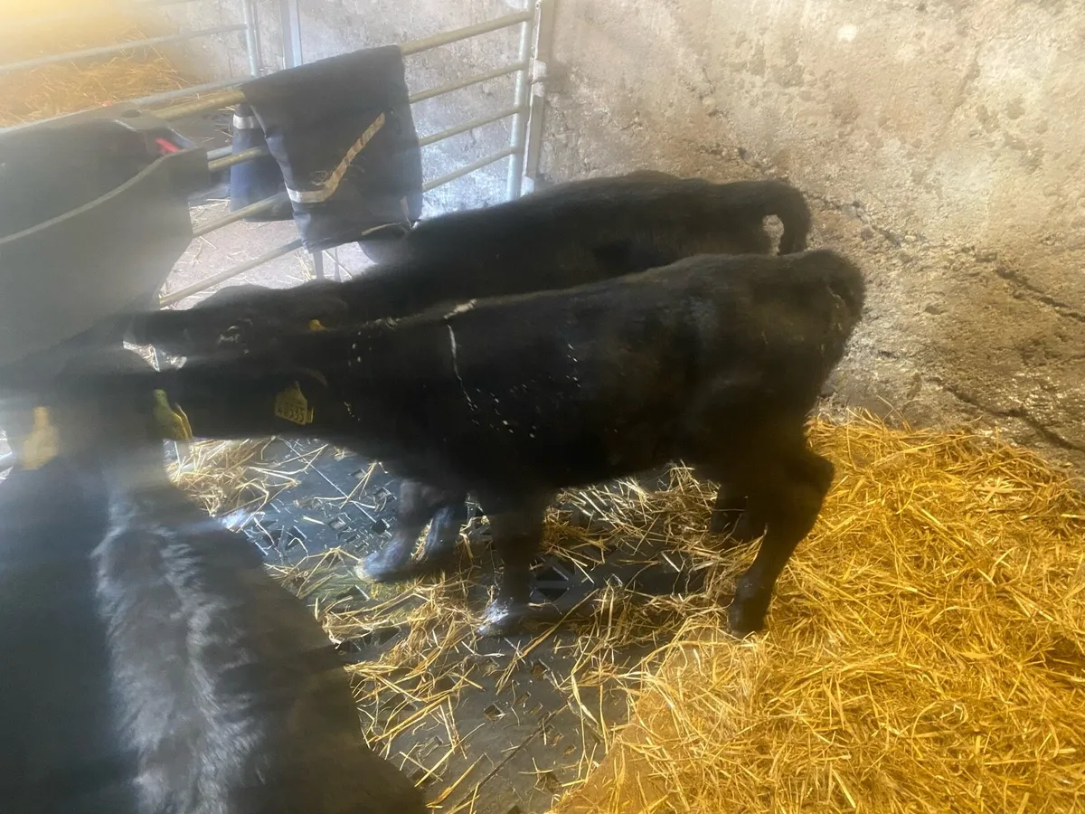 AA heifer calves - Image 4