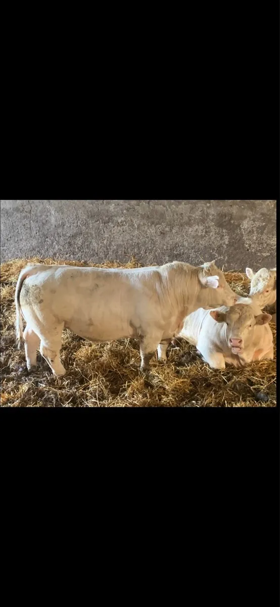 Charolais bulls - Image 1