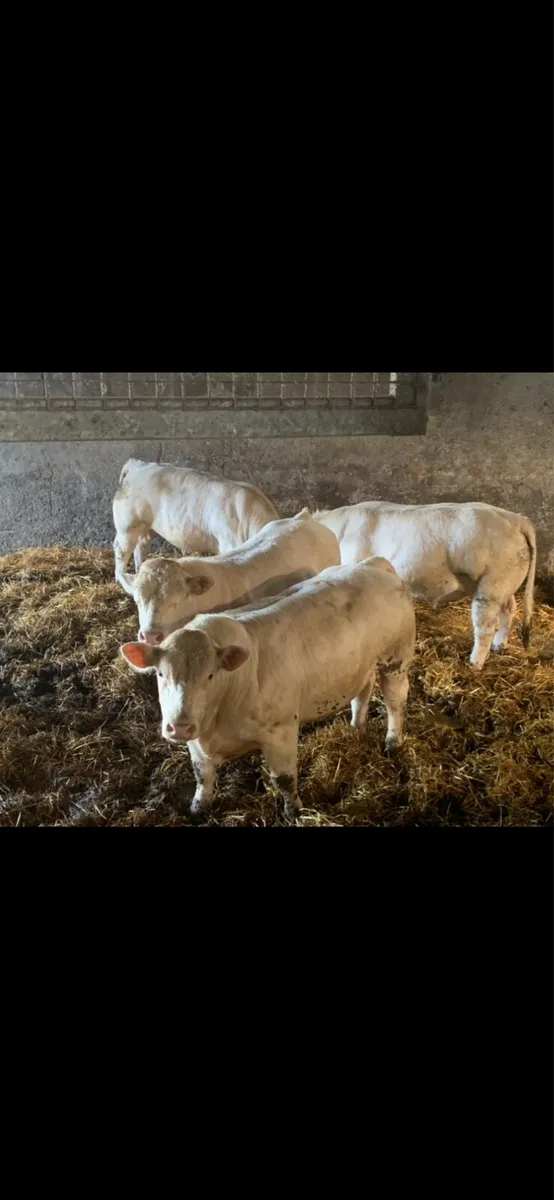 Charolais bulls - Image 2