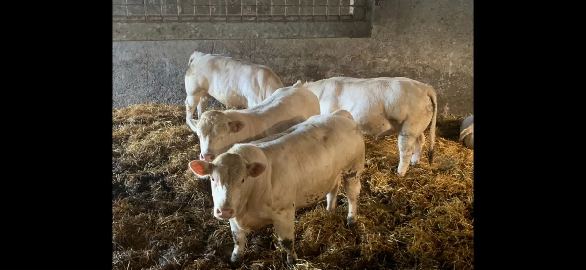 Charolais bulls - Image 3