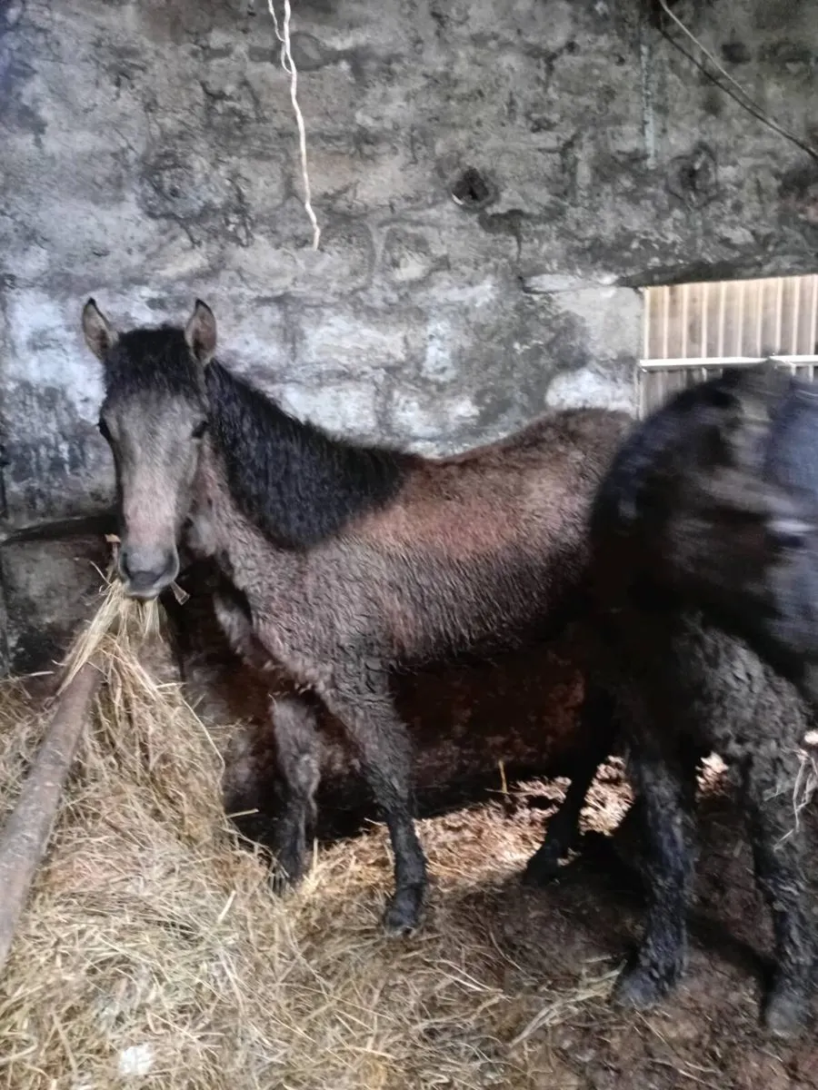 Connemara fillys - Image 1