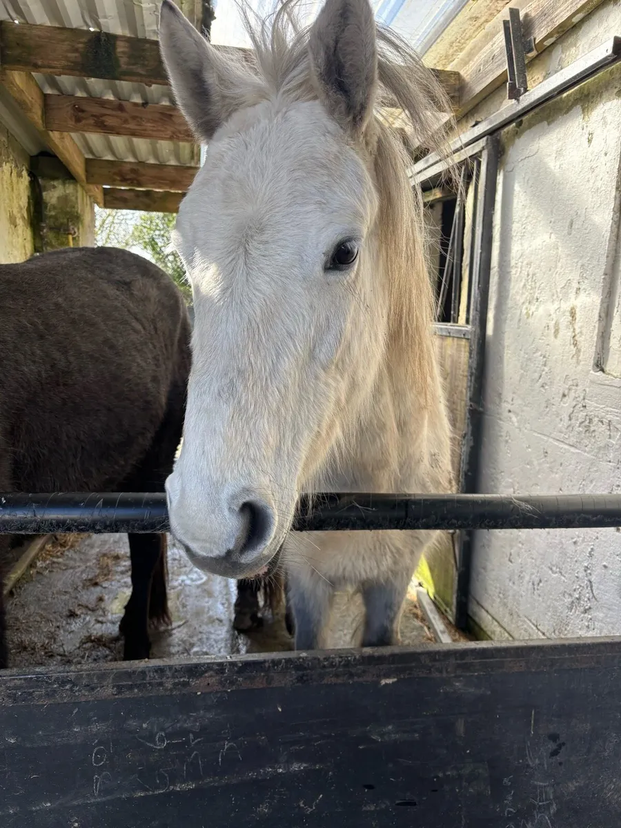 Connemara pony - Image 1