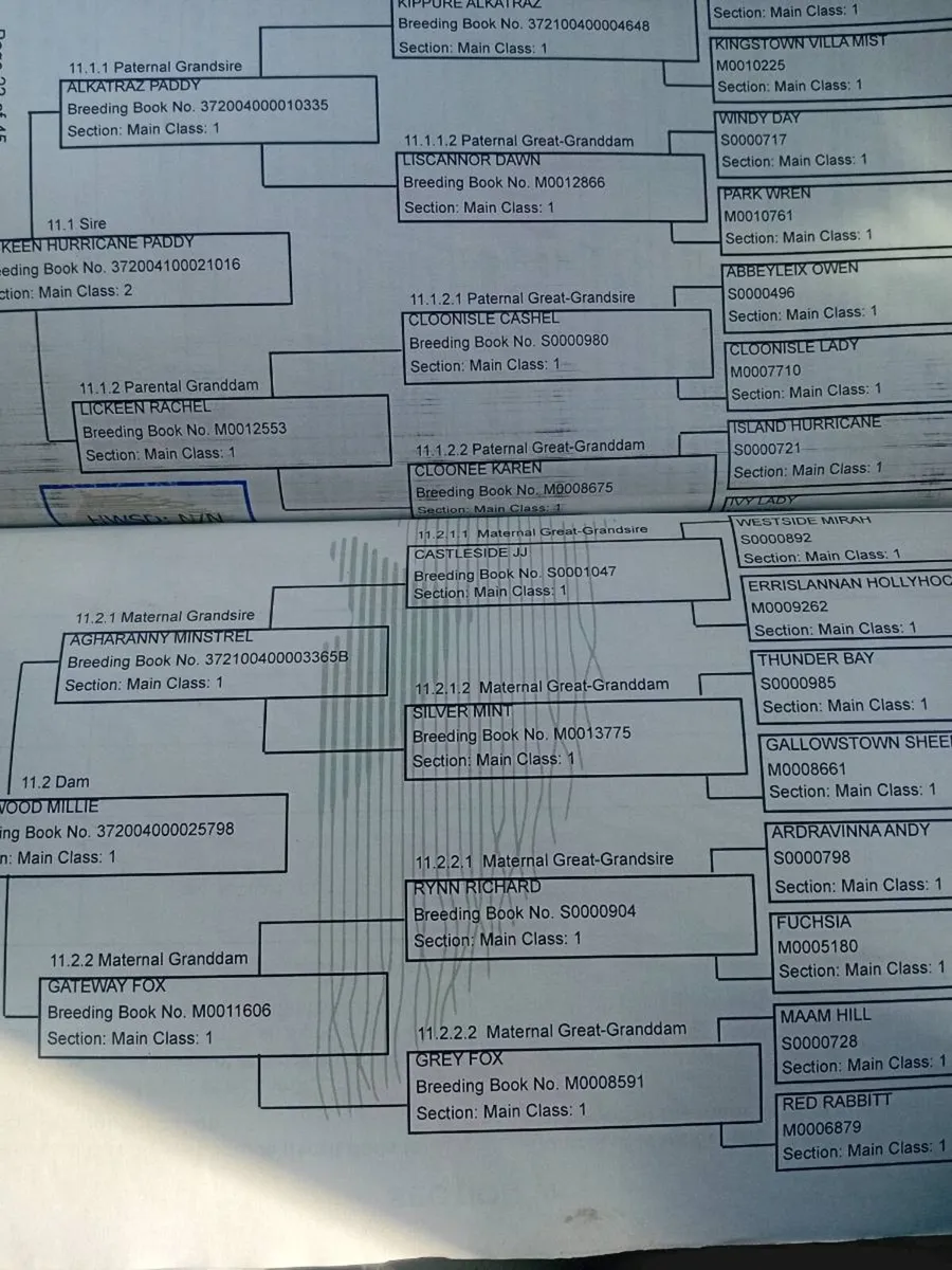 Connemara fillys - Image 2