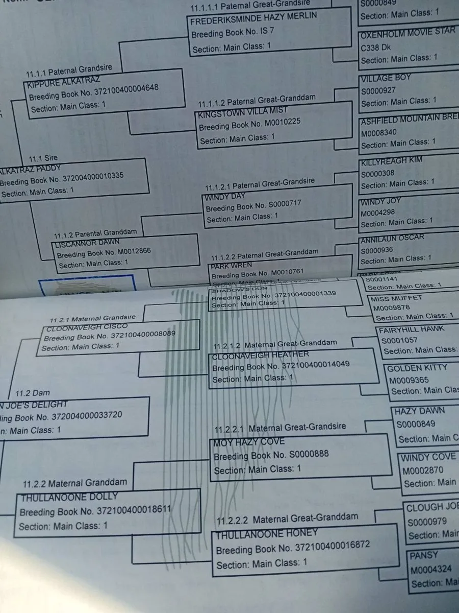 Connemara fillys - Image 3