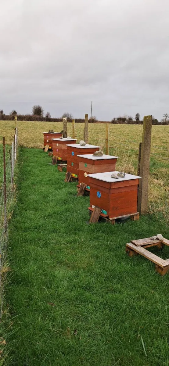 Honey bees for sale.