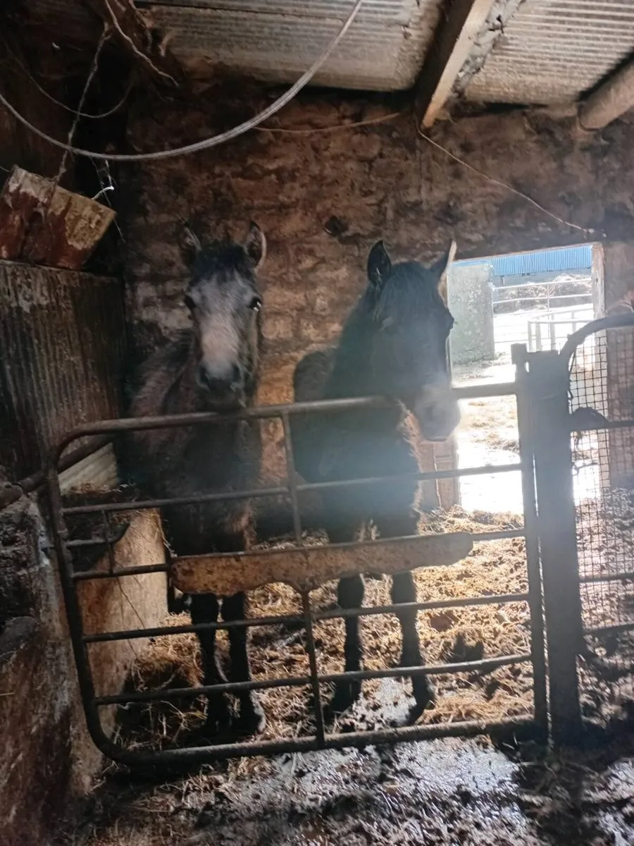 Connemara fillys - Image 4