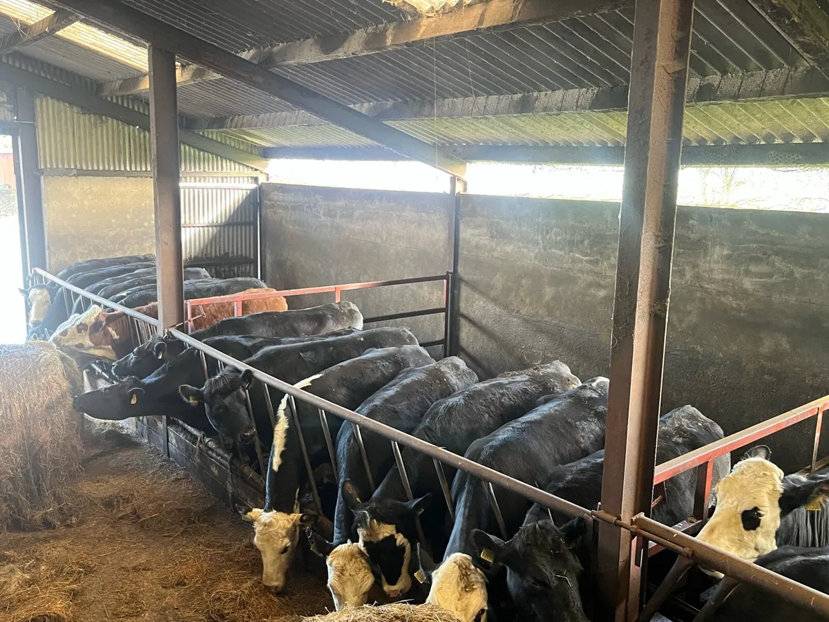 22 AAX AND HEX HEIFERS - Image 1