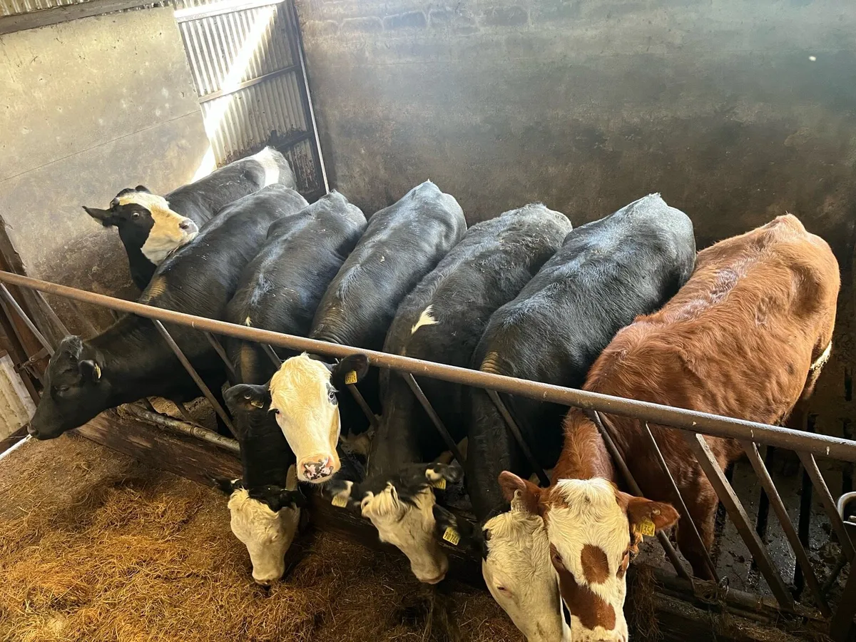 22 AAX AND HEX HEIFERS - Image 3