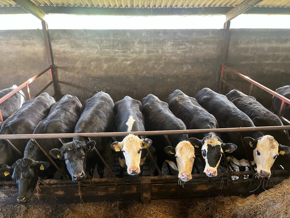 22 AAX AND HEX HEIFERS - Image 4