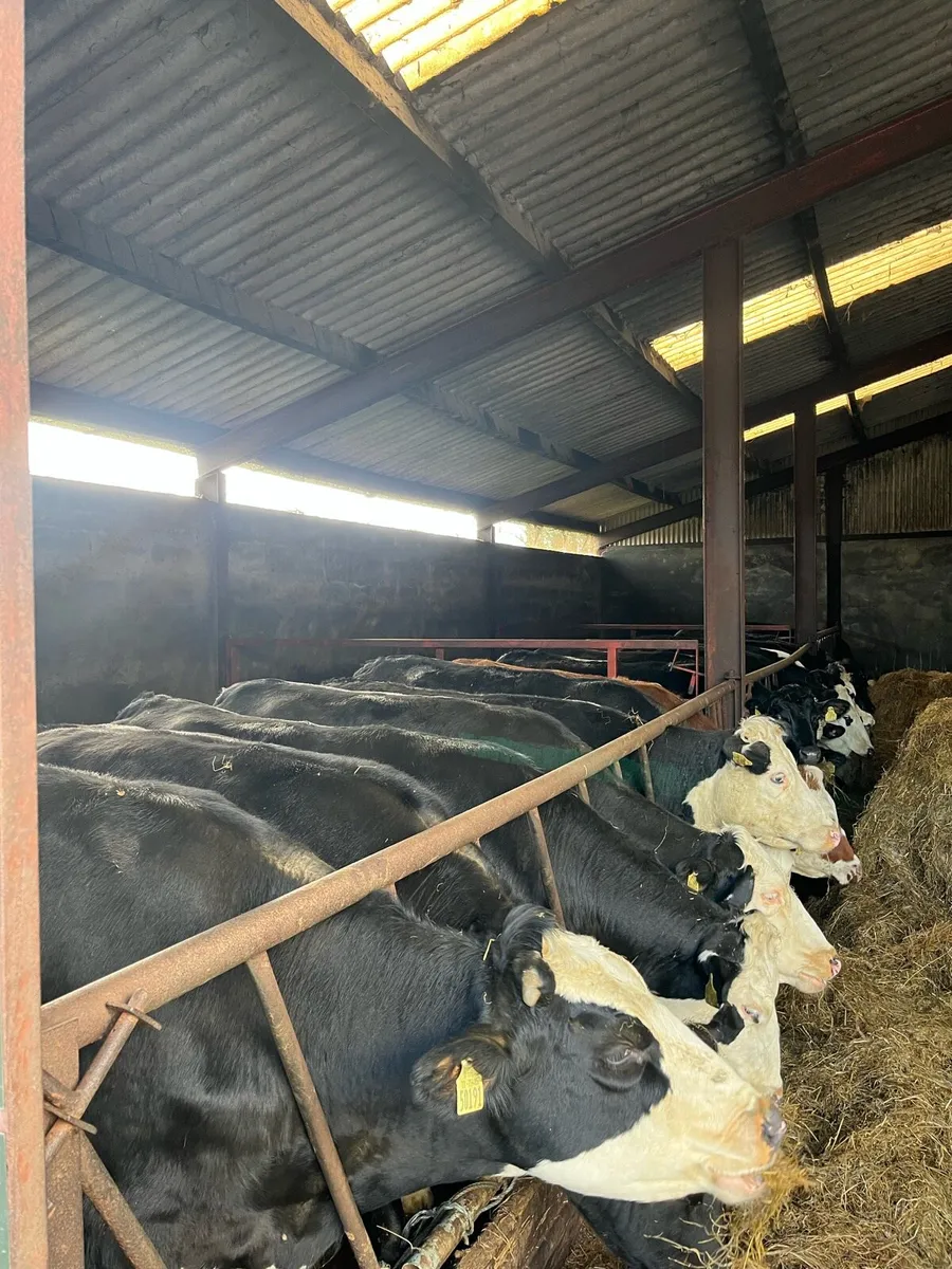 22 AAX AND HEX HEIFERS - Image 2