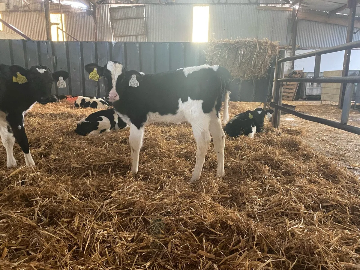Grazing type Holstein Heifer Calves - Image 1