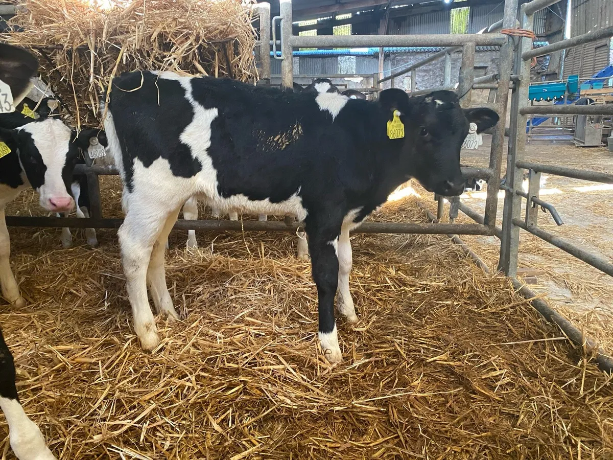 Grazing type Holstein Heifer Calves - Image 2