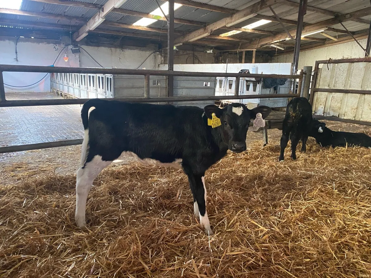 Grazing type Holstein Heifer Calves - Image 3