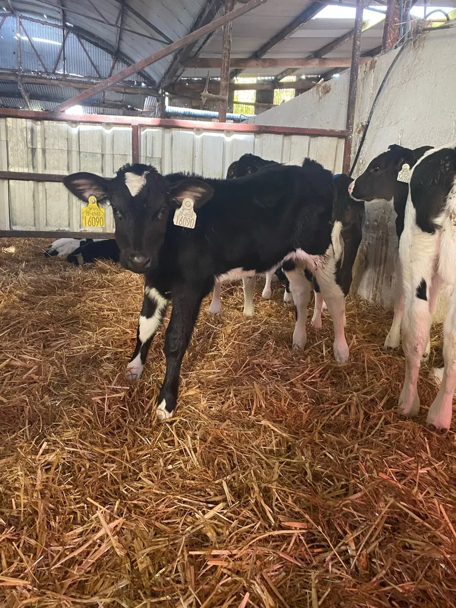 Grazing type Holstein Heifer Calves - Image 4