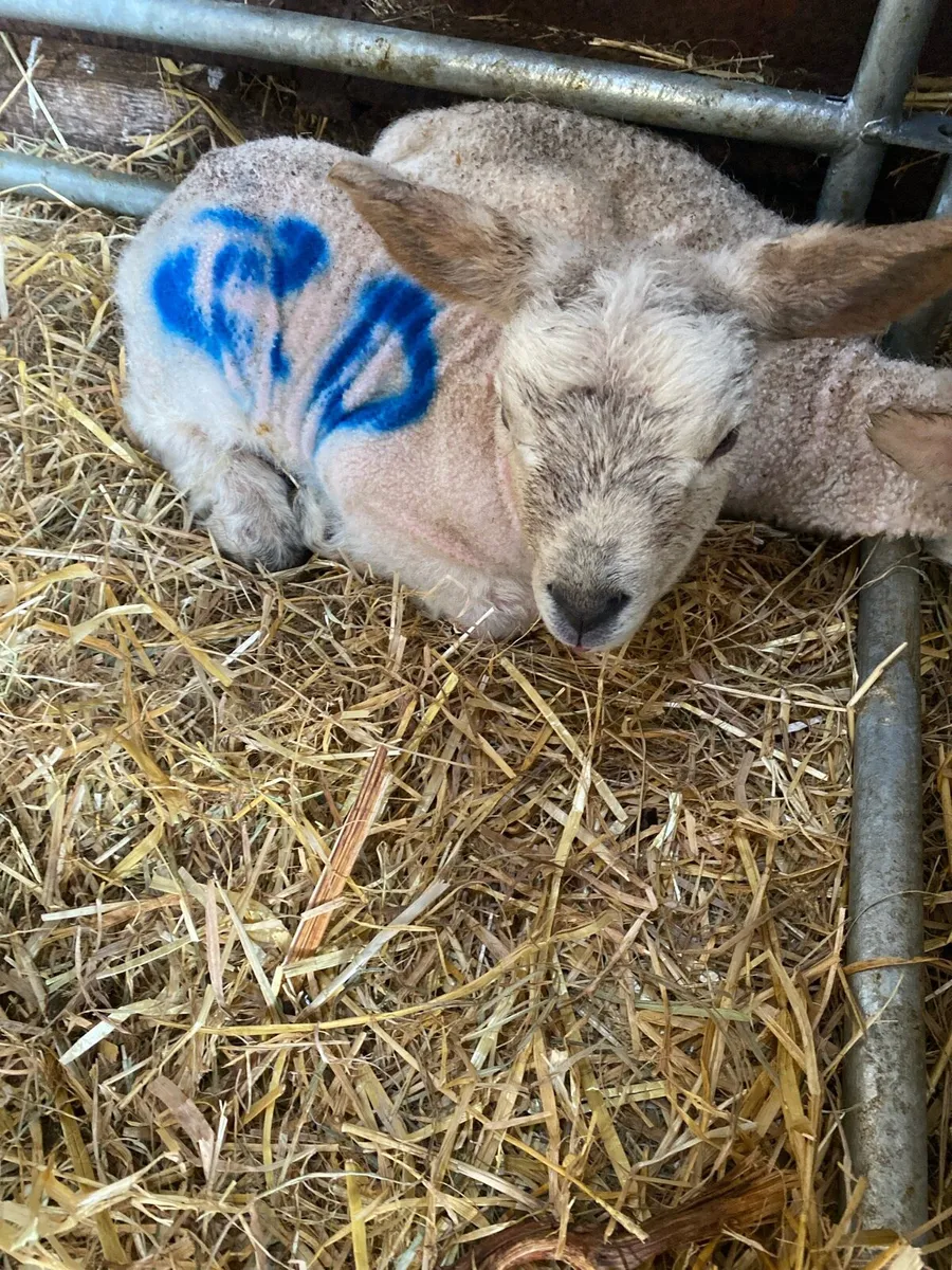 Texel cross lamb - Image 2