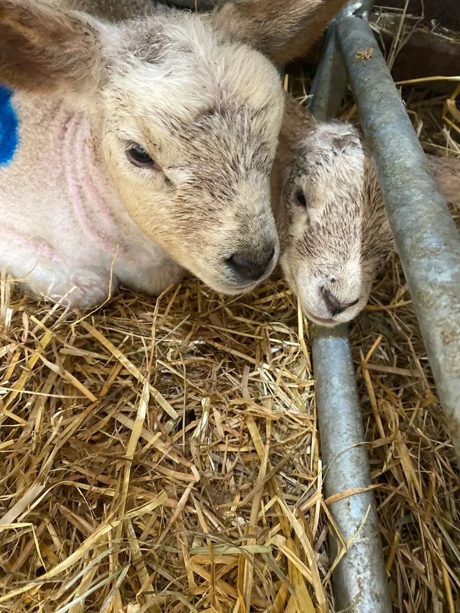 Texel cross lamb - Image 1
