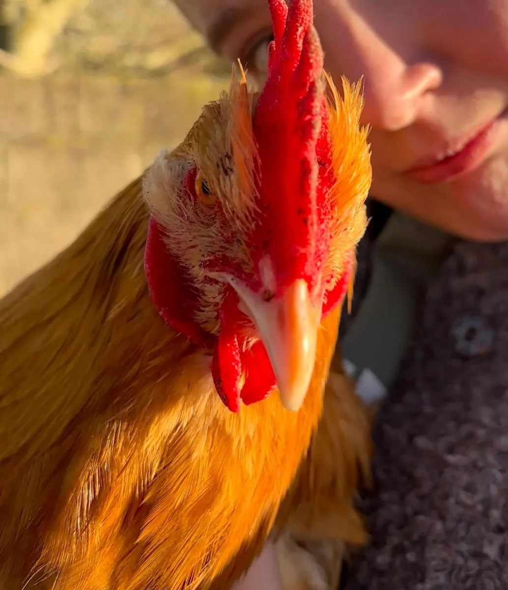 Buff Orpington Roosters - Image 1