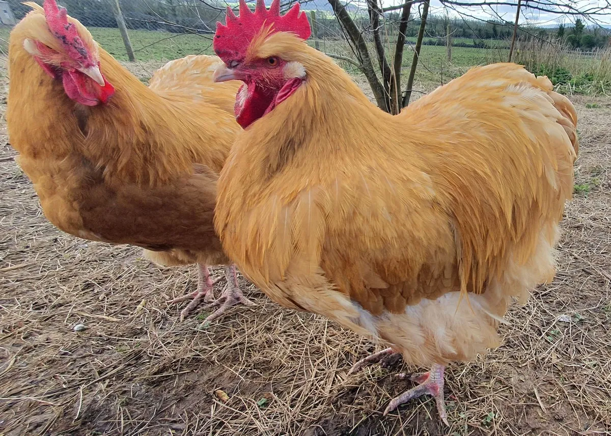 Buff Orpington Roosters - Image 2