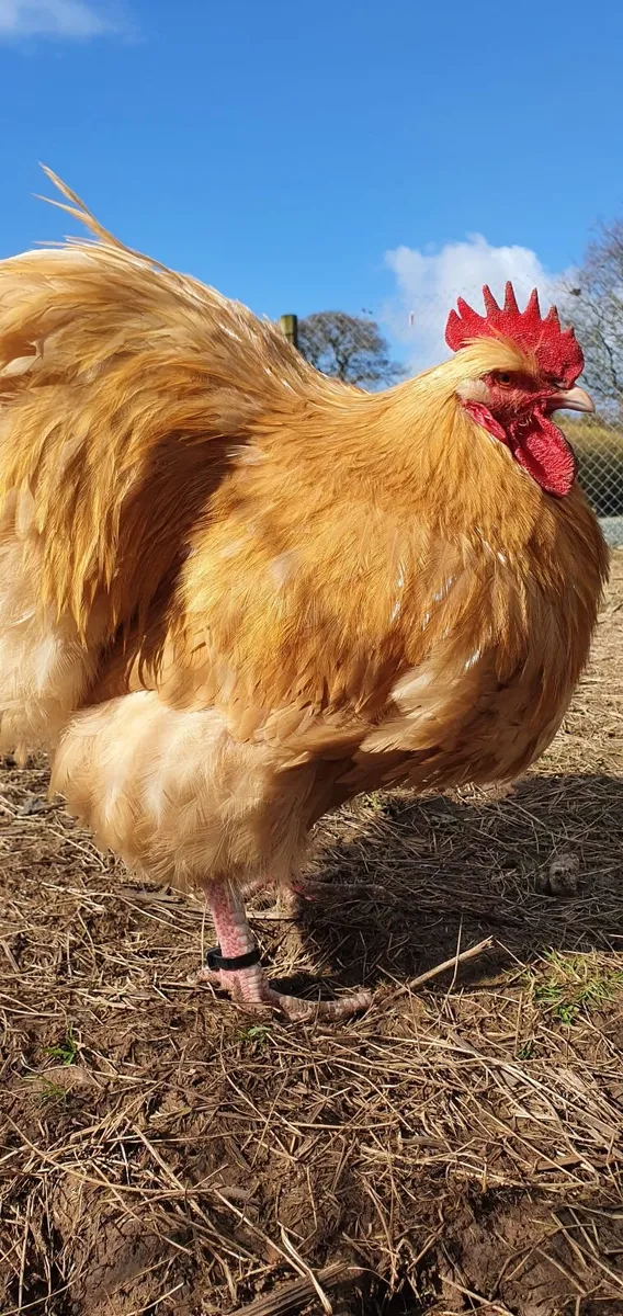 Buff Orpington Roosters - Image 3