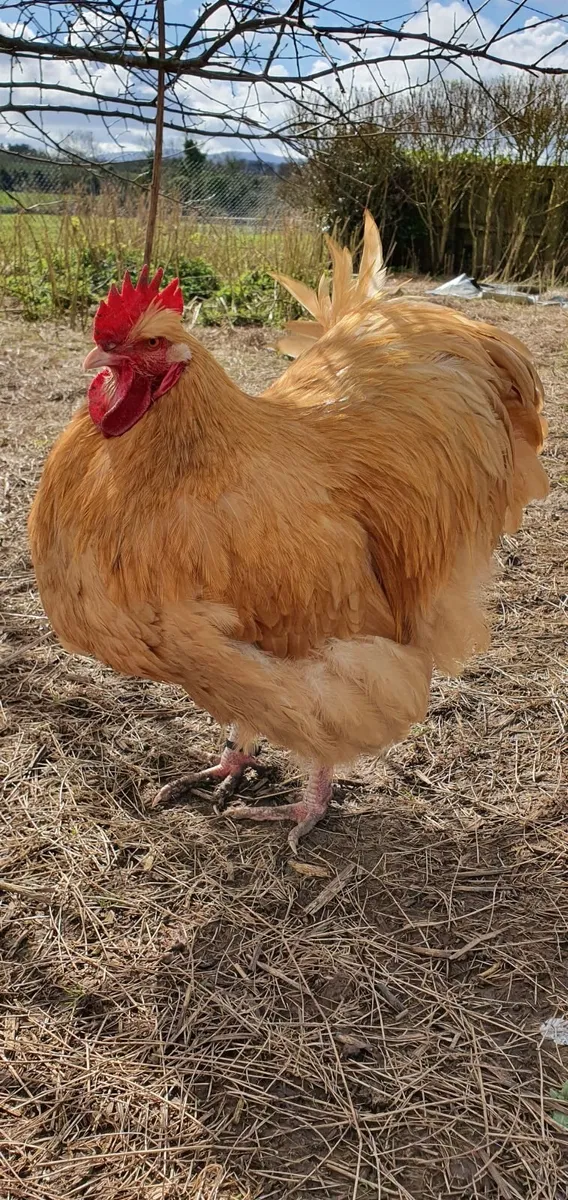 Buff Orpington Roosters - Image 4