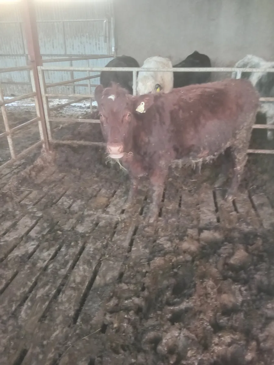 Shorthorn Purebred - Image 2