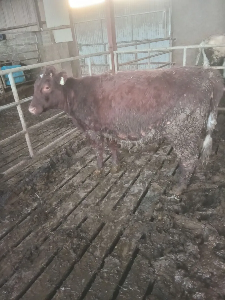 Shorthorn Purebred - Image 1