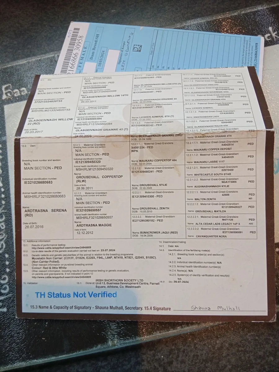 Shorthorn Purebred - Image 4