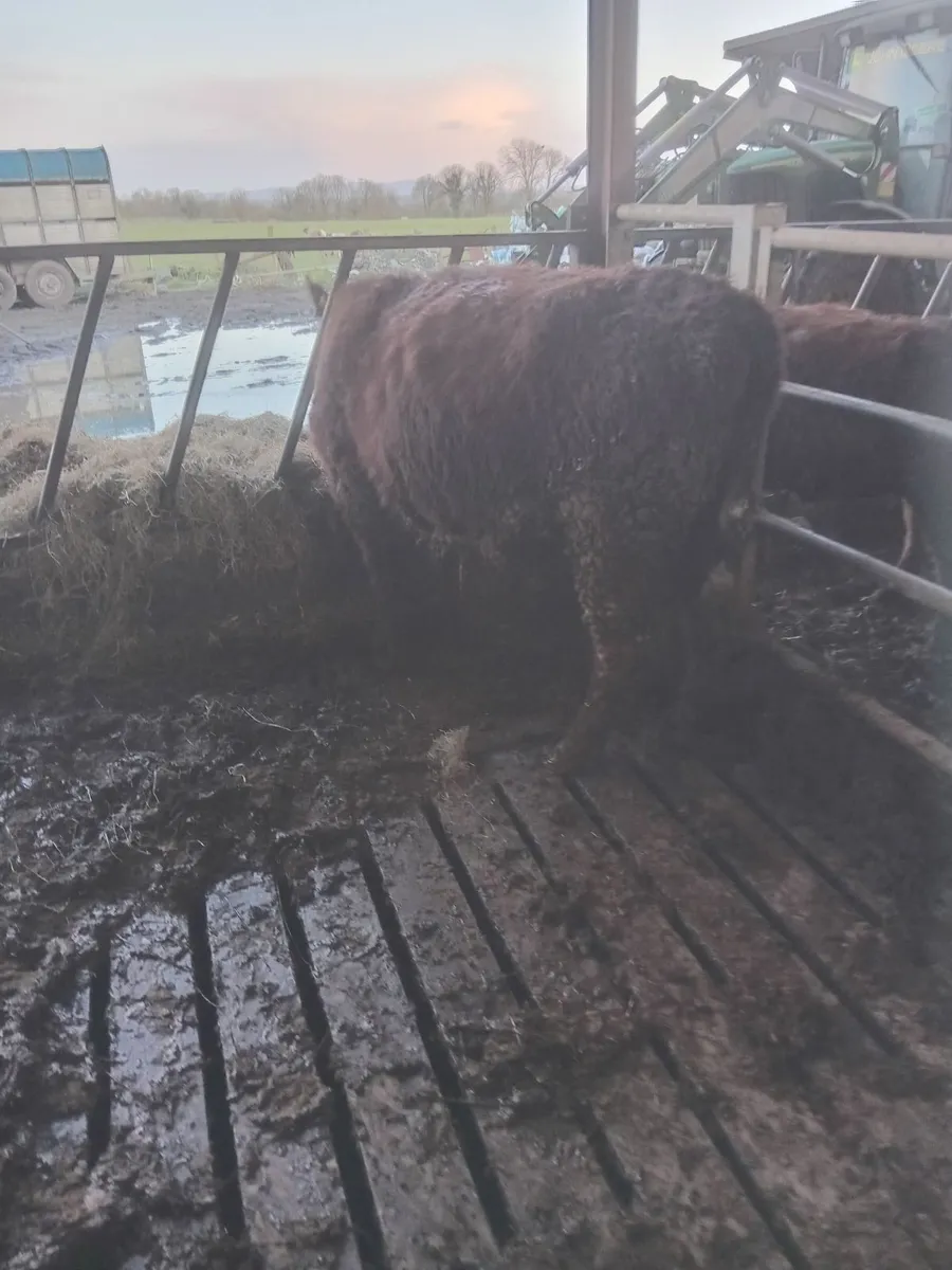 Shorthorn Purebred - Image 3