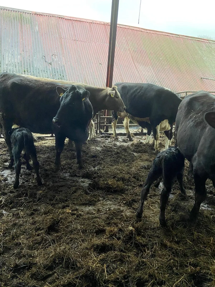 10 calved suckling heifers - Image 2