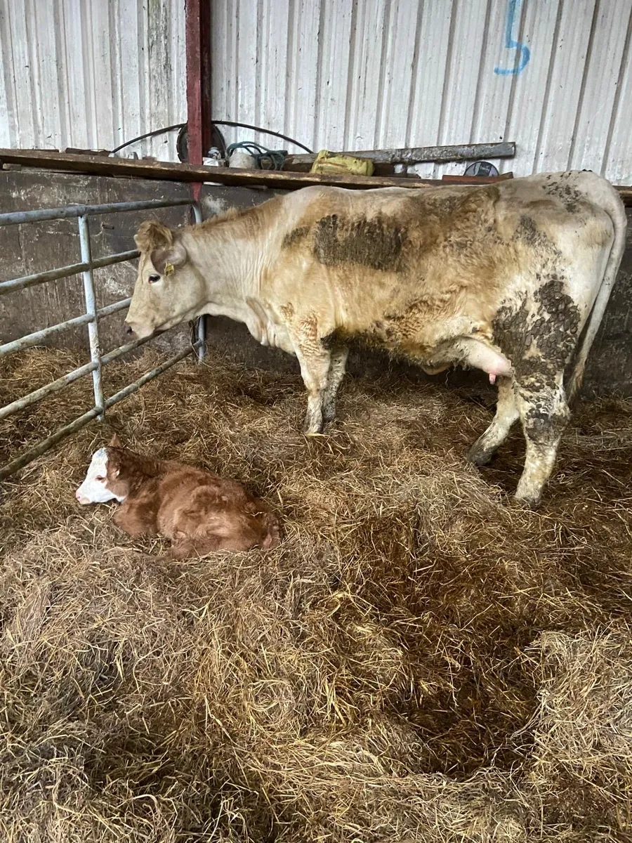10 calved suckling heifers - Image 3