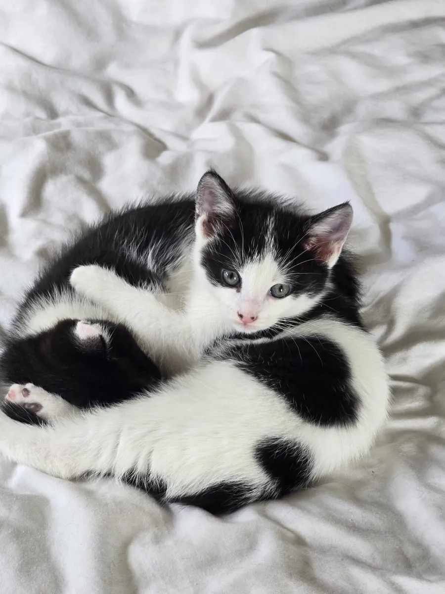 Kittens 2 months (Mallow) - Image 4