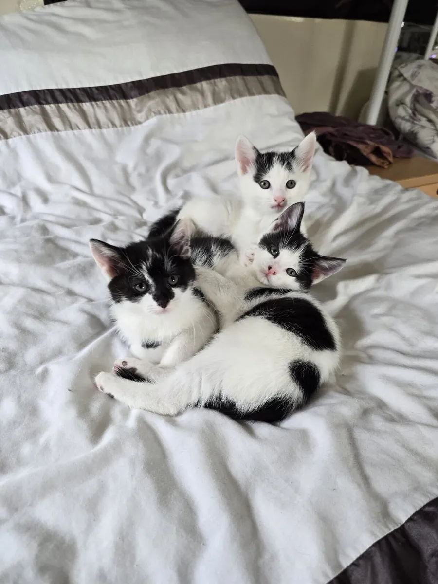 Kittens 2 months (Mallow) - Image 1