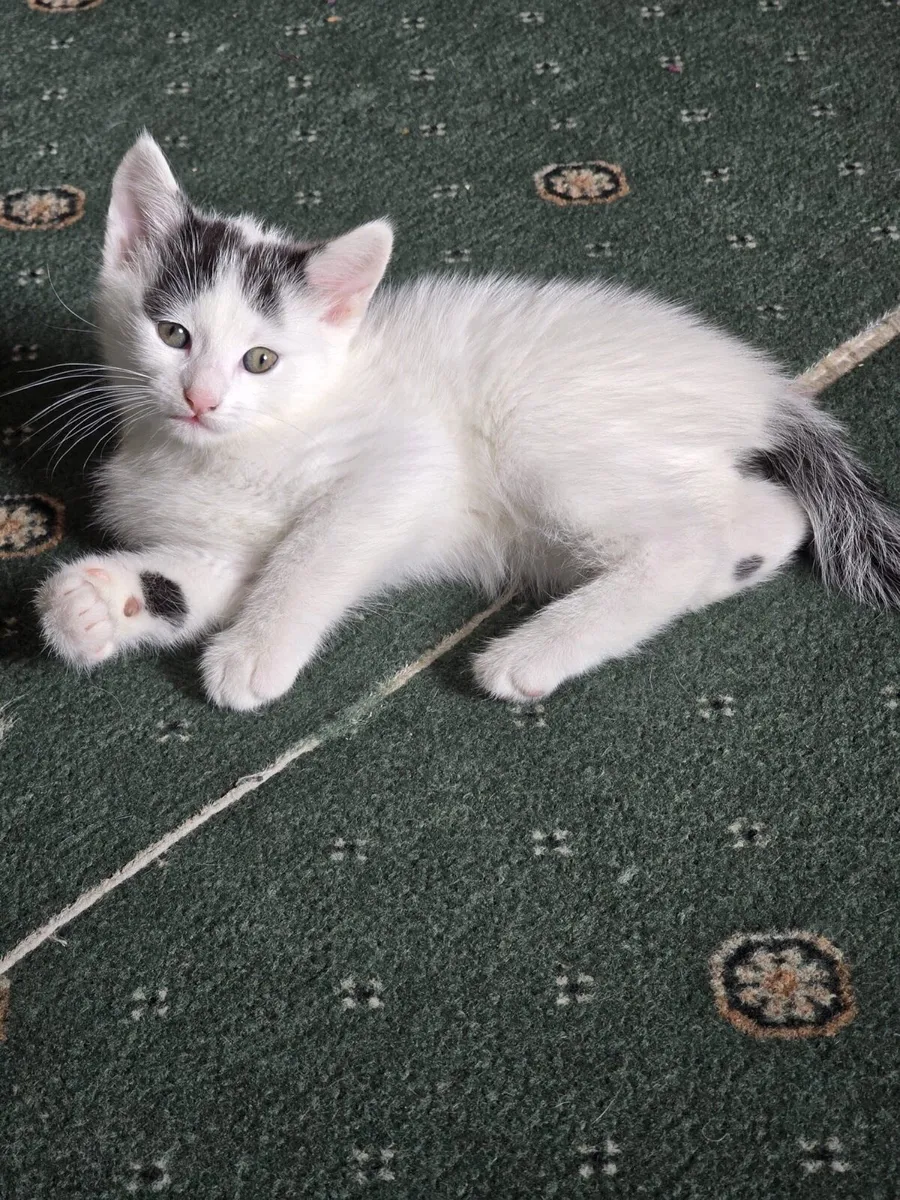 Kittens 2 months (Mallow) - Image 2