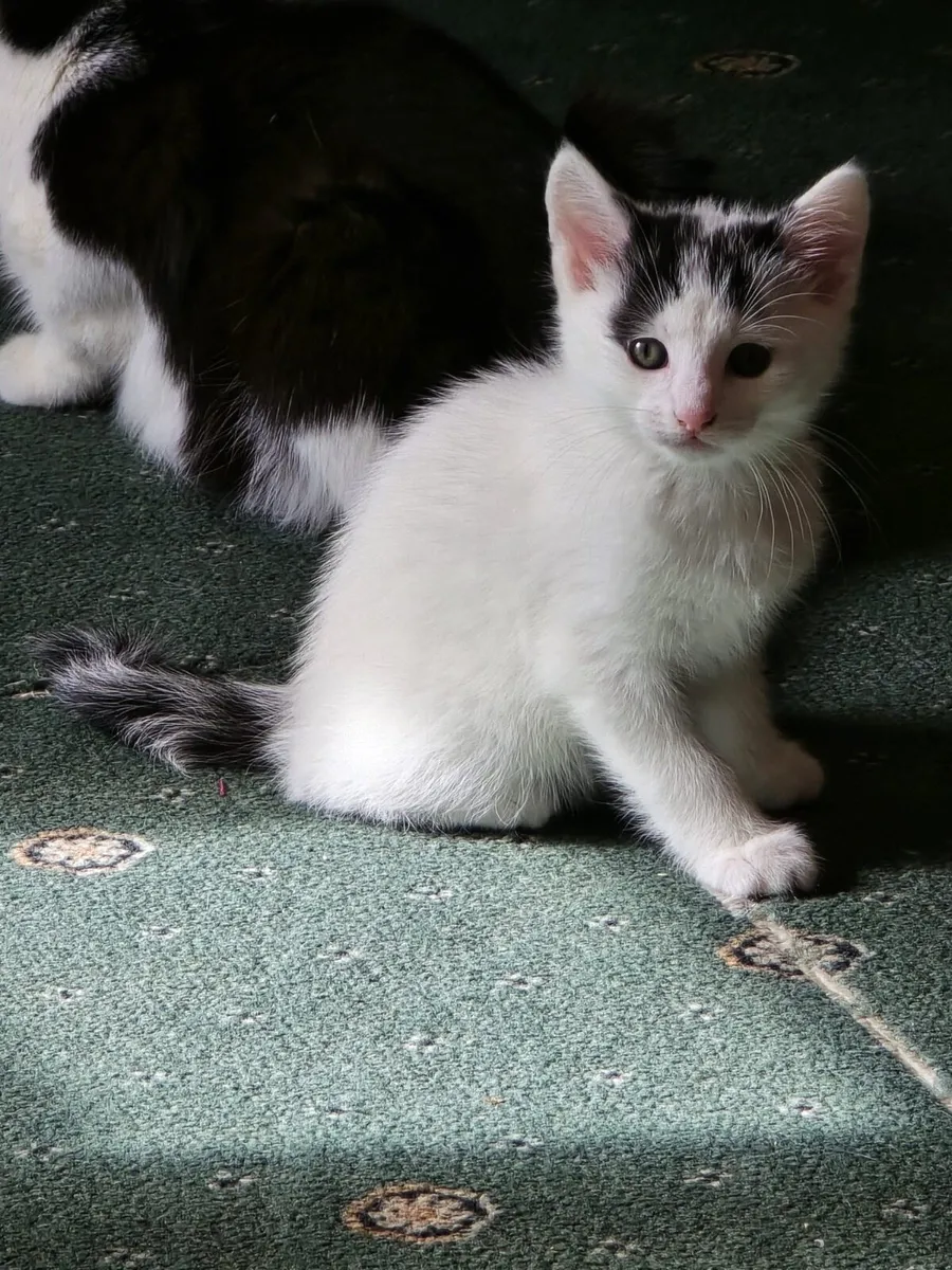 Kittens 2 months (Mallow) - Image 3