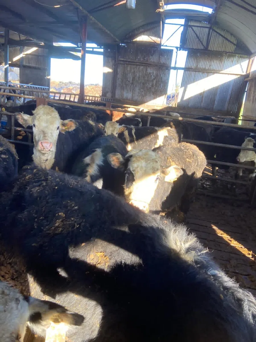 Hereford/Simmental Bullocks and heifers - Image 2