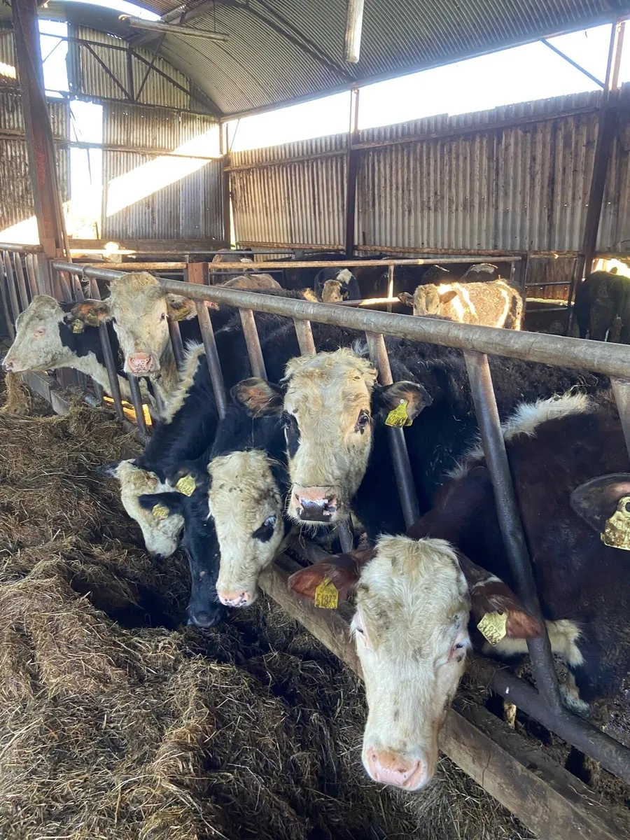 Hereford/Simmental Bullocks and heifers - Image 3