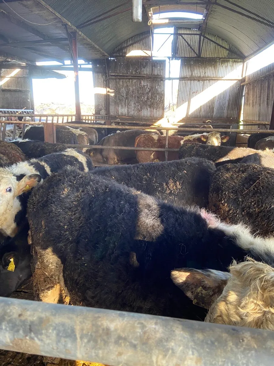 Hereford/Simmental Bullocks and heifers - Image 4