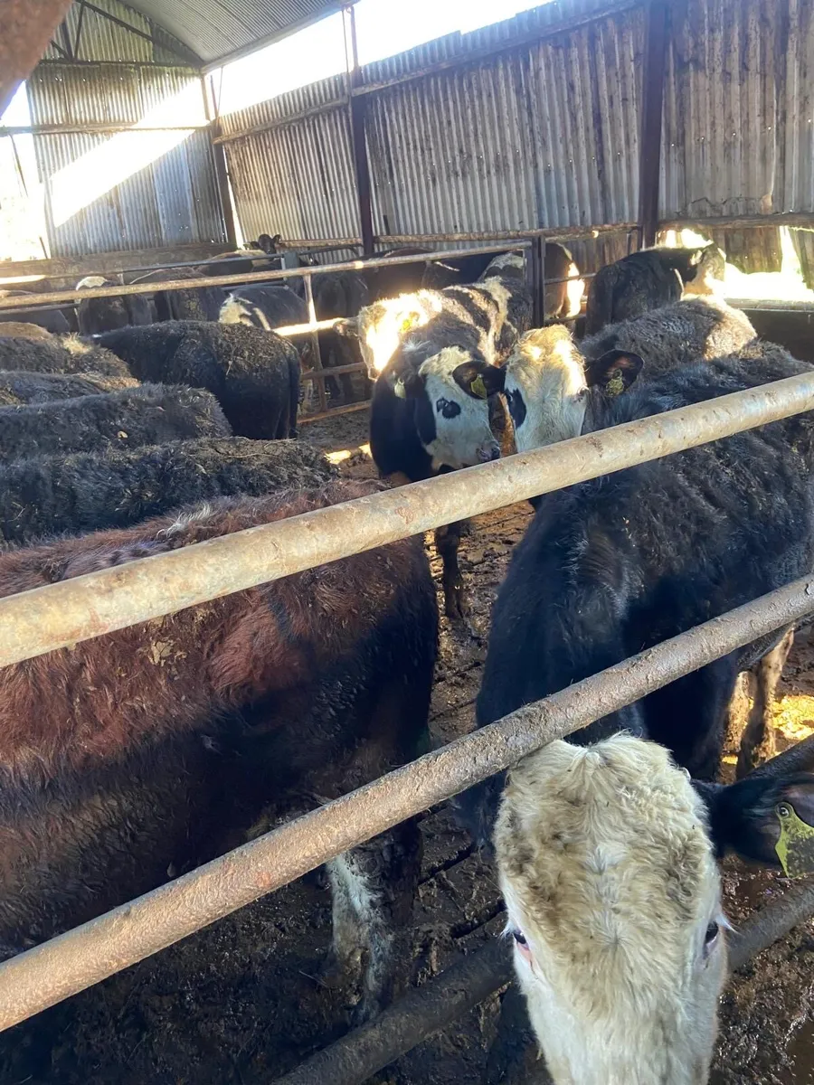 Hereford/Simmental Bullocks and heifers - Image 1