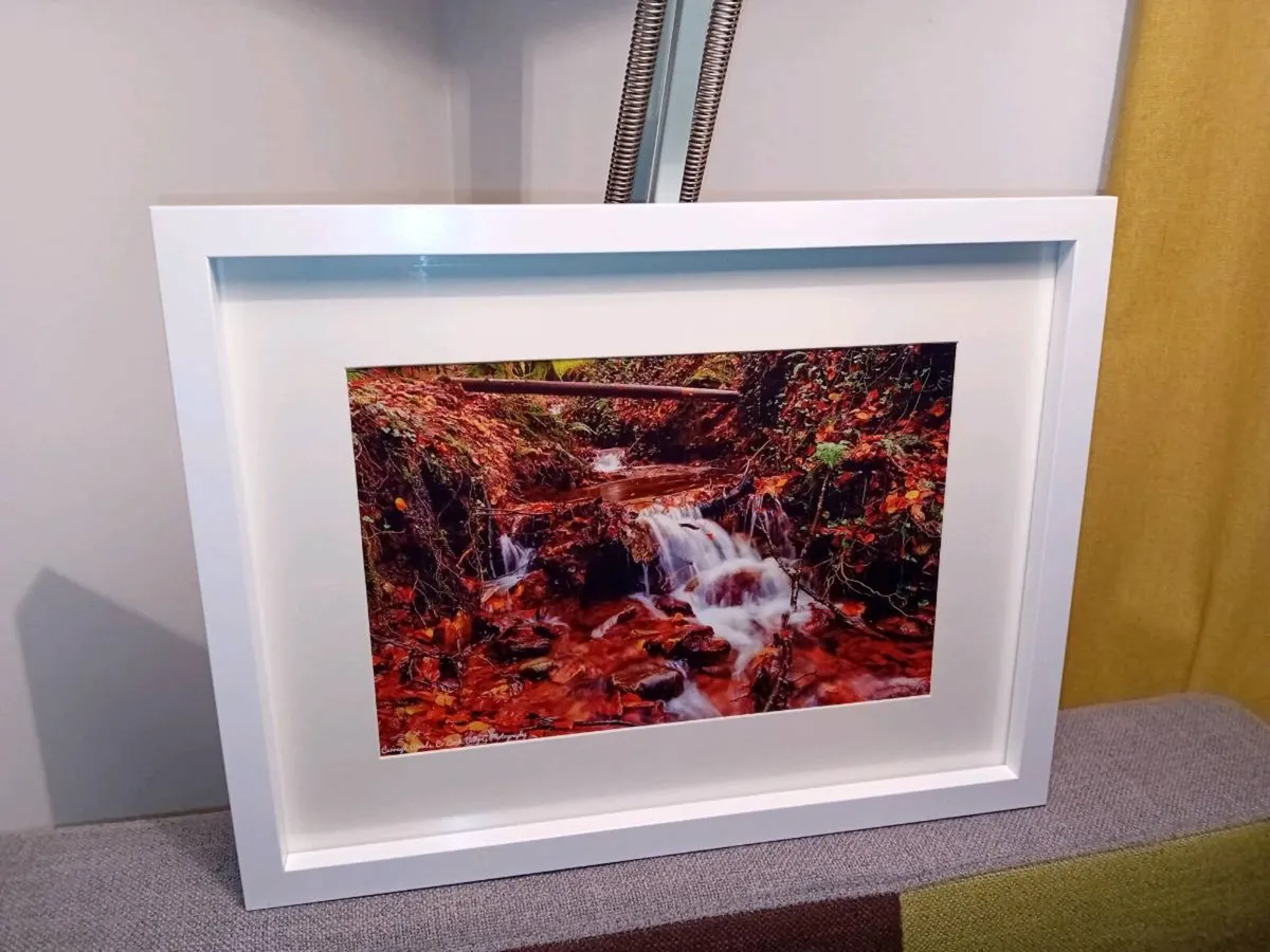 Curragh Woods - Image 1