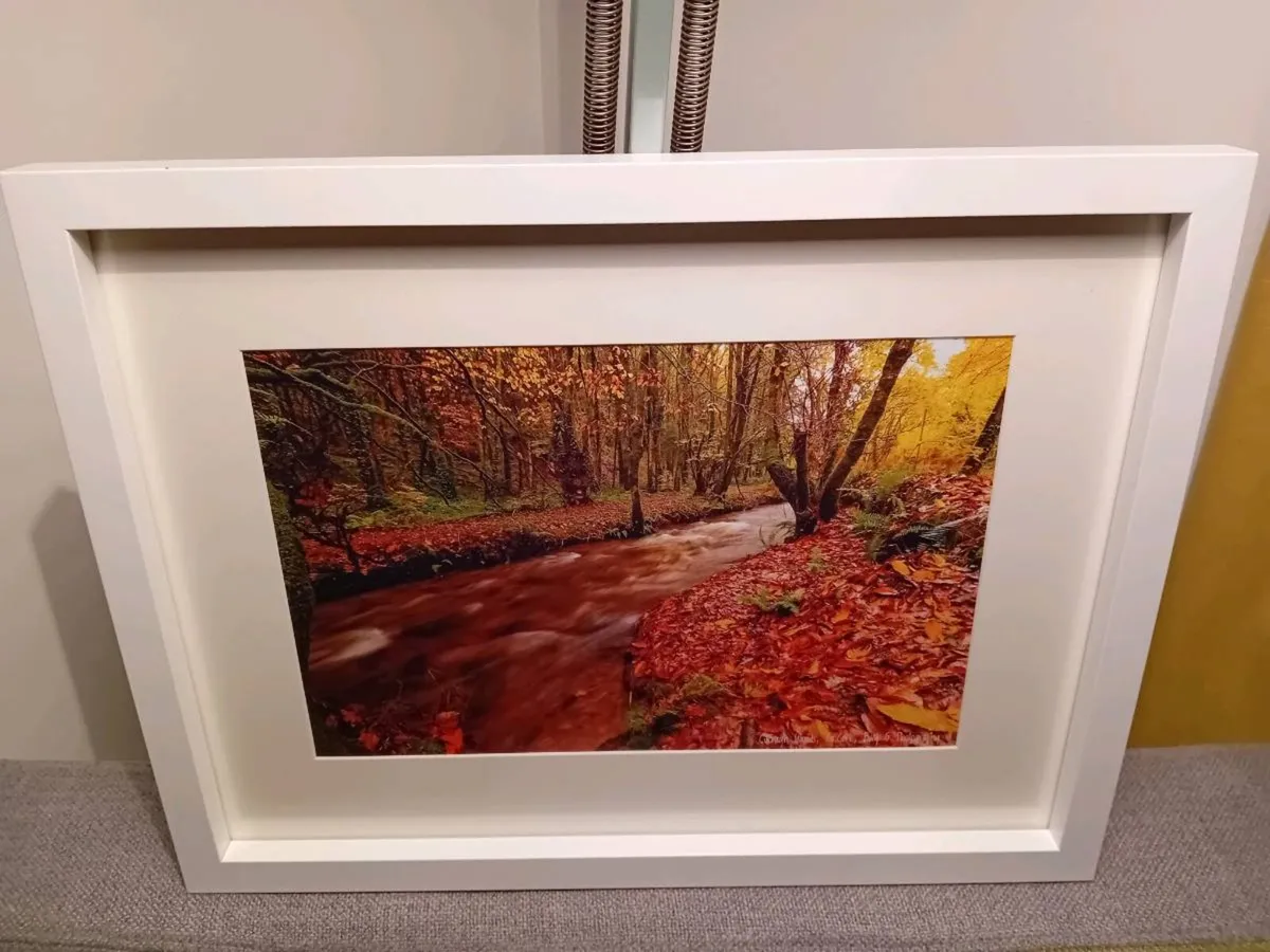 Curragh Woods - Image 3