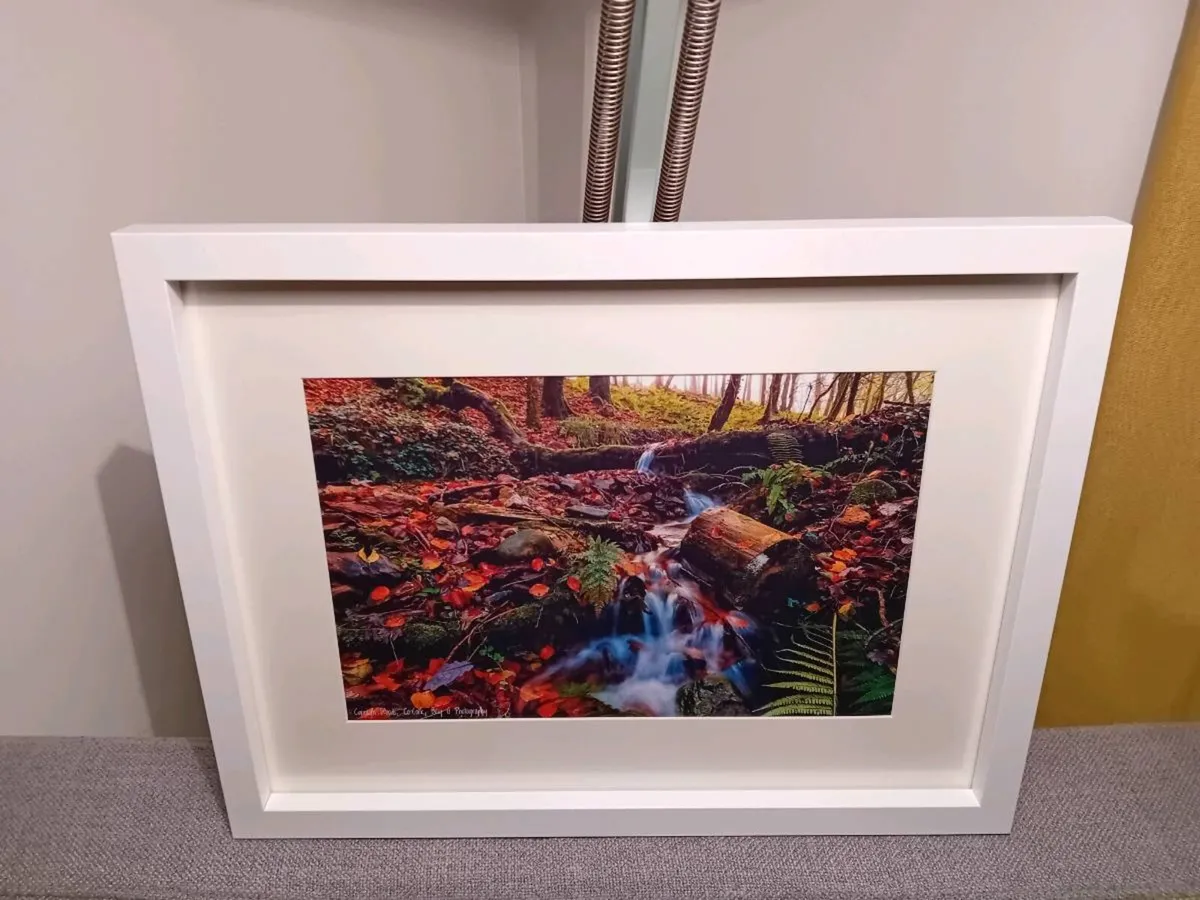 Curragh Woods - Image 4