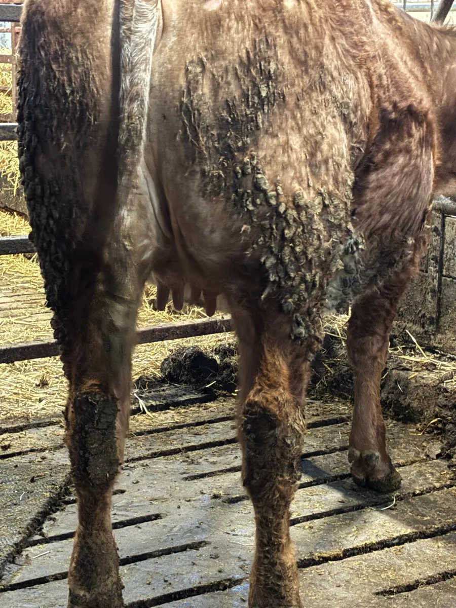 🌟Exceptional Incalf Roan Heifer's🌟 - Image 1