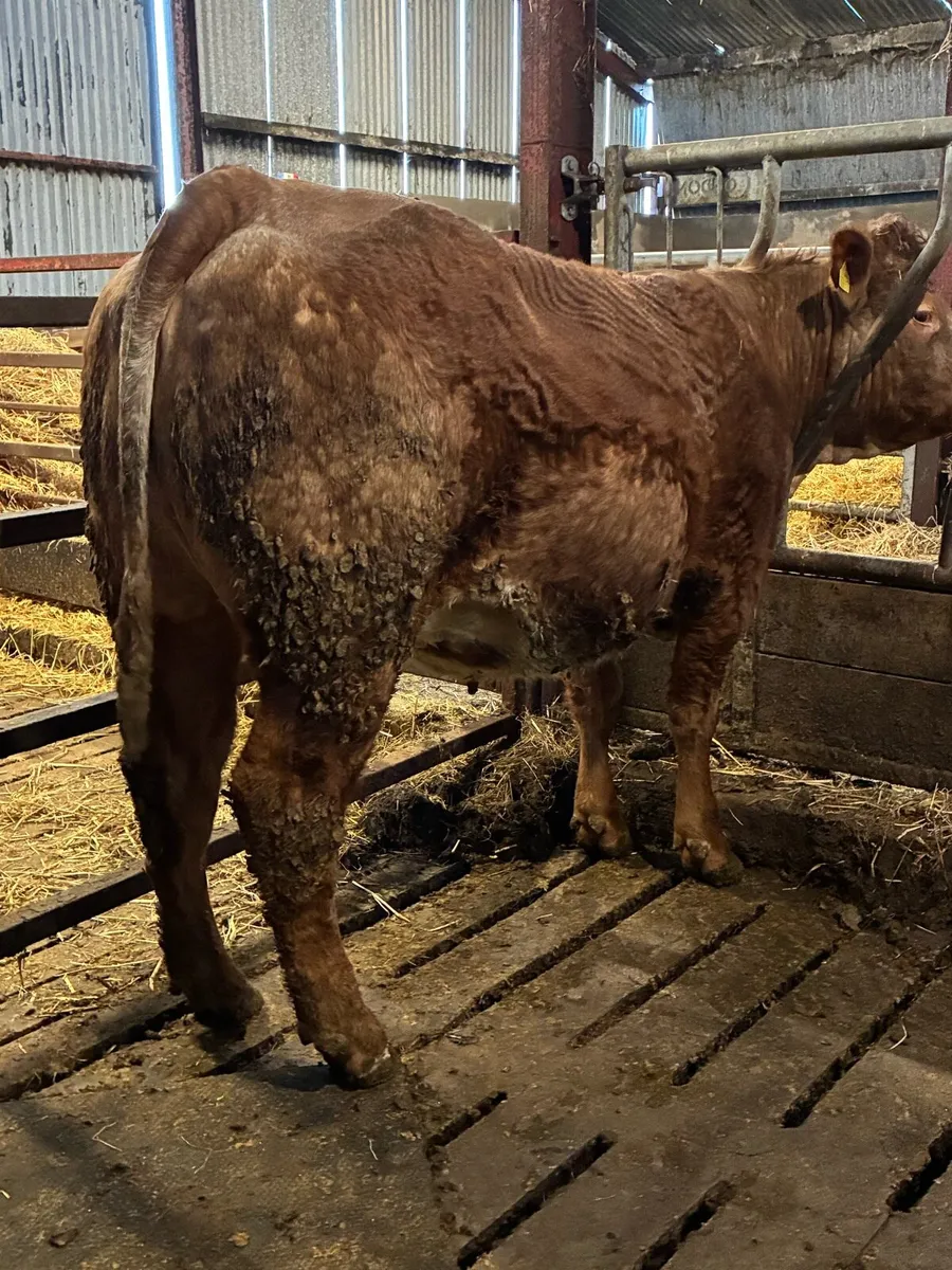 🌟Exceptional Incalf Roan Heifer's🌟 - Image 2