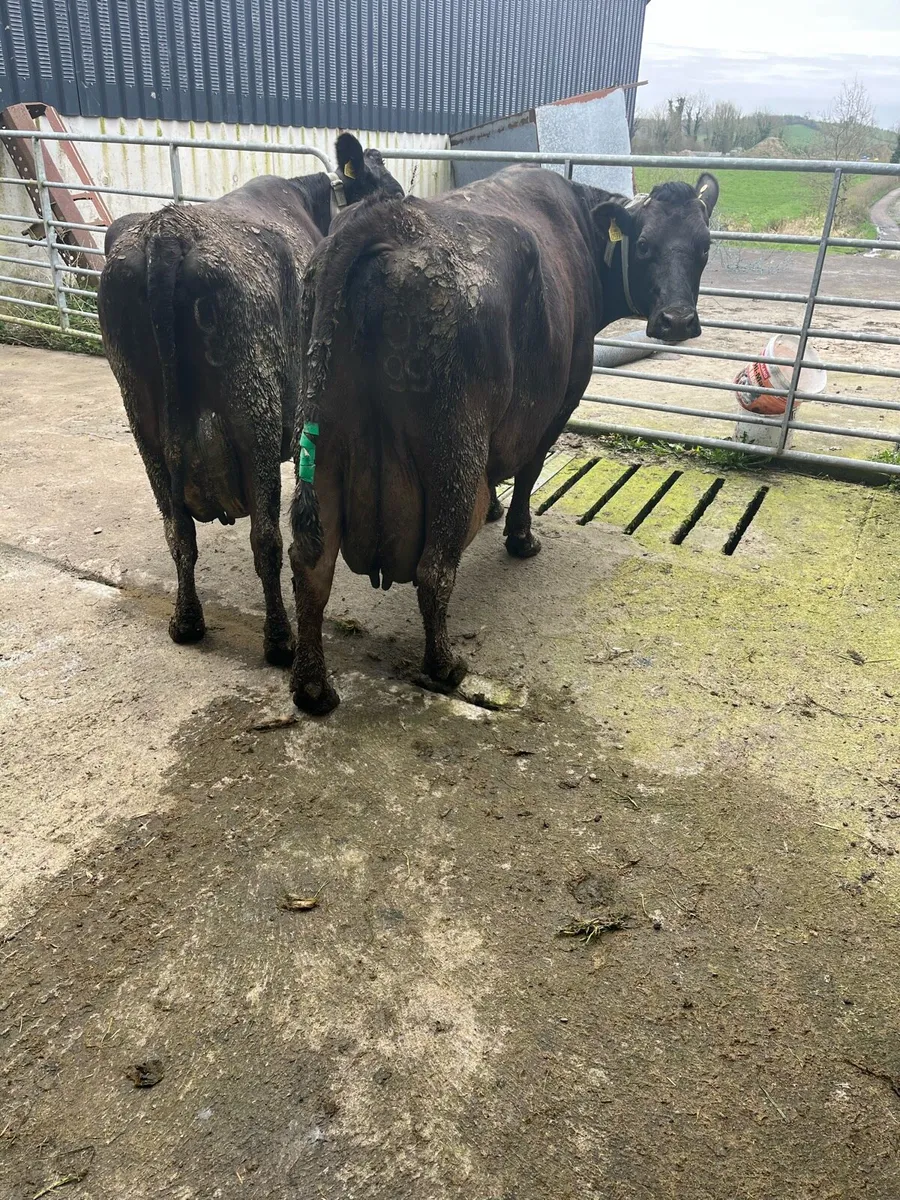 High cell count milking cows - Image 1