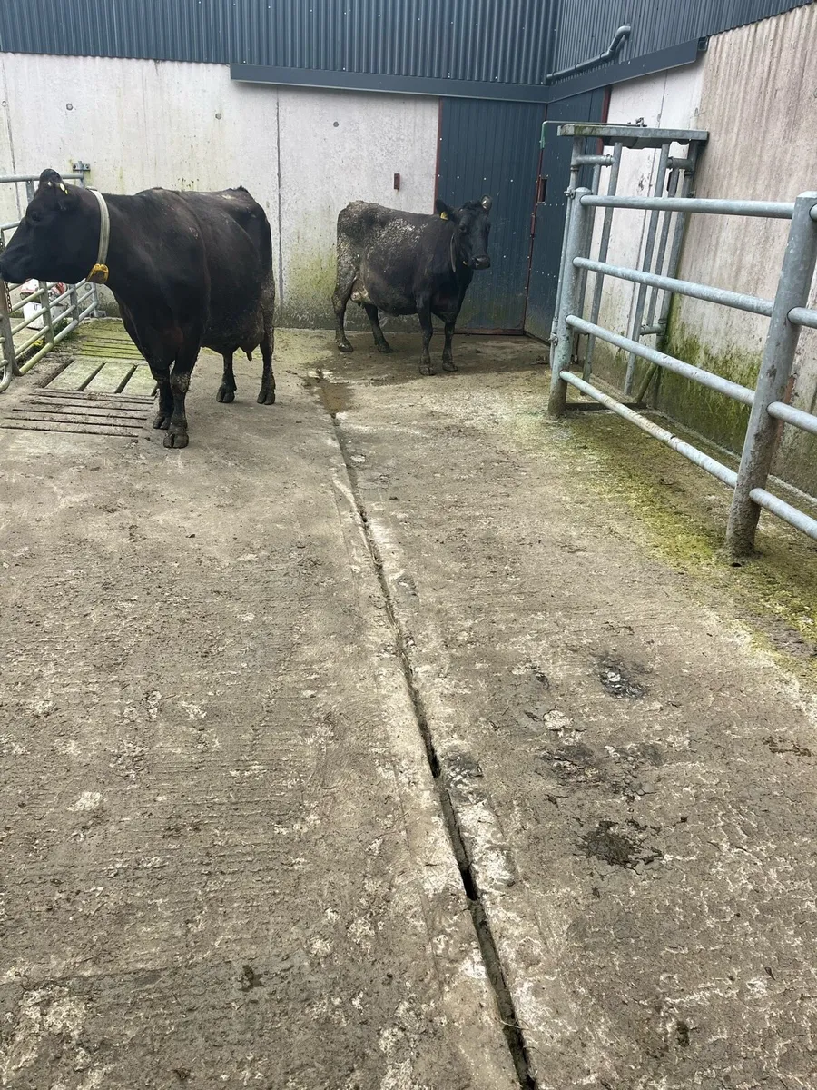 High cell count milking cows - Image 2