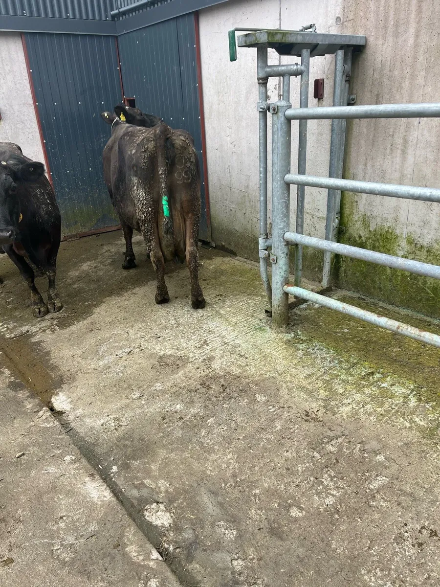 High cell count milking cows - Image 3